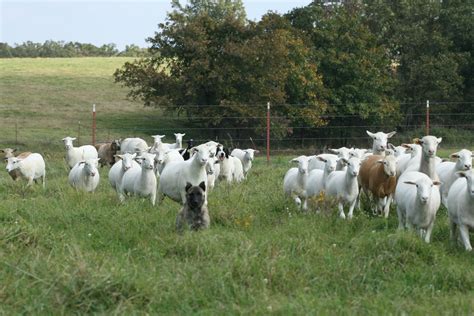livestock handling understanding flight zone  cattle  sheep sustainable livestock