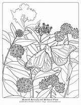 Monarch Milkweed sketch template