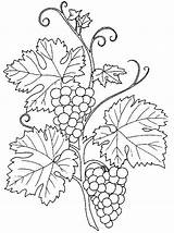 Uva Anggur Buah Colorare Mewarnai Disegni Autunno Vendemmia Grape Grappolo Riscos Sottocoperta Vino Ausmalen Malbuch Frutta Blumen Drawing Uvas Malvorlagen sketch template