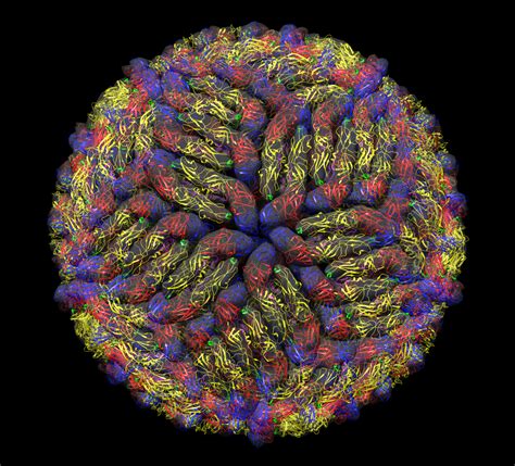 astonishing zika virus images     nobel prize winning technique