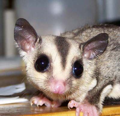 sugar gliders good pets   tidy       complicated housing requirements