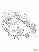 Coloring Pages Grouper Giant Fish Tuna Drawing Color Printable Kids Blue Getcolorings Jellyfish sketch template