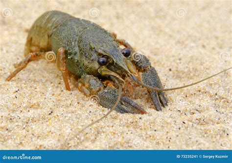 river freshwater crayfish stock image image  nature