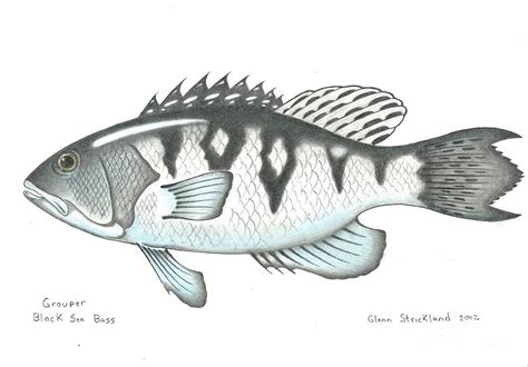 Black Sea Bass Drawing By Glenn Strickland Fine Art America