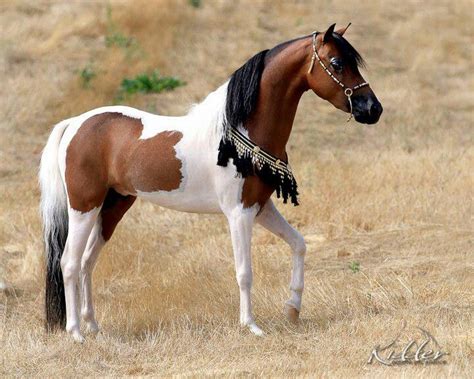 amazing pinto horse infy world