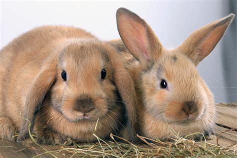 top  der beliebtesten kaninchenrassen  kurzportraits herz fuer