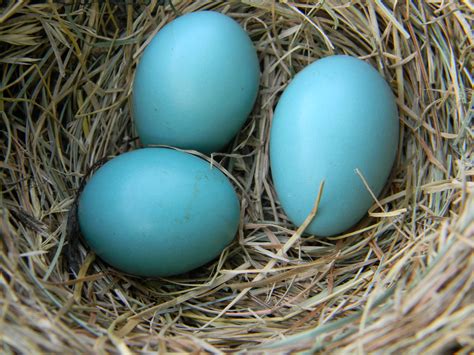 fileamerican robin eggs  nestjpg wikimedia commons