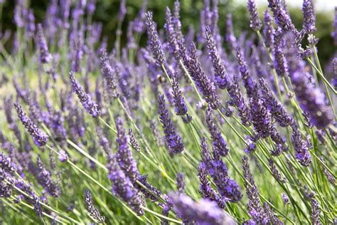 lavandula  intermedia grosso bbc gardeners world magazine