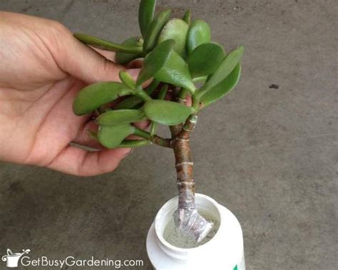 How To Propagate Jade Plant Cuttings Jade Plant Care