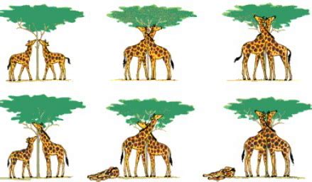 evolutionstheorie lamarck beispiel giraffe  image