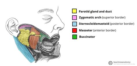 parotid gland position vasculature innervation teachmeanatomy