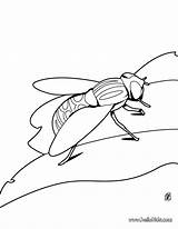 Mosca Pintar Avispas Insectos Escarabajos Ausmalen Fliege Insect Hellokids Moscas Ausmalbilder Insetos Animais Beetle Sheets sketch template