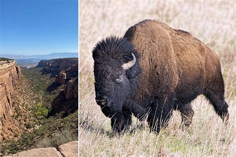 colorado history lesson bison   colorado national monument