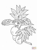 Breadfruit Coloring Pages Branch Drawing Grapefruit Drawings Lei Maile Supercoloring Printable Super Kids Choose Board Categories sketch template