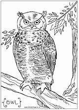 Colouring Coloring Owl Pages Prey Bird Printable Wildlife Birds Animals Owls British Activityvillage Kids Print Animal Books Designlooter Choose Board sketch template