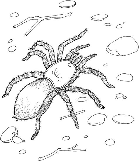 spider coloring pages  adults tz