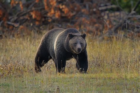 grizzly bears endangered conservation status  outlook