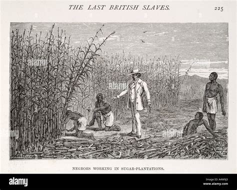 Negro Work Sugar Plantation Slave Slavery Labour Master Overseer Hard
