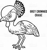 Crane Crowned Grey Coloring Designlooter Royalty Vector Book Stock 97kb 1024px sketch template