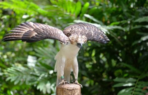 Sanctuary Offers Hope For Endangered Philippine Eagle