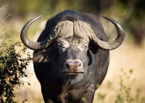 african cape buffalo facts syncerus caffer storyteller travel