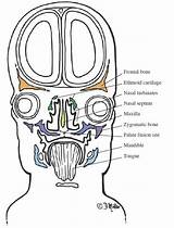Paranasal Sinus Nasal Capsule Development Anatomy Cartilage Surgical Turbinates Lateral Eight Embryo Coronal Section Figure Week sketch template