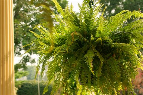 basics  growing ferns indoors