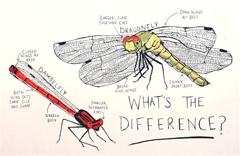 Dragonflies And Damselflies How To Tell The Difference Scottish