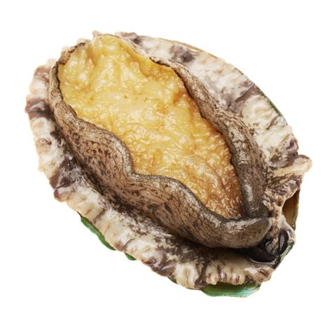 ormeau photo stock image du nourriture coquillages
