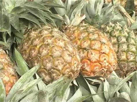indian pineapple youtube