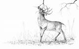 Pencil Drawing Deer Wildlife Ritch Drawings Wild Life Getdrawings sketch template