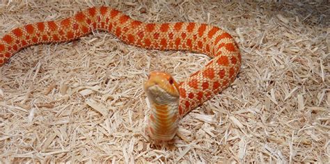 extreme reds  anaconda hognose pics reptile forums