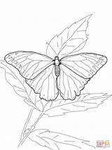 Morpho Ausmalbild Ausmalbilder Mariposa Schmetterling Admiral Imprimir sketch template