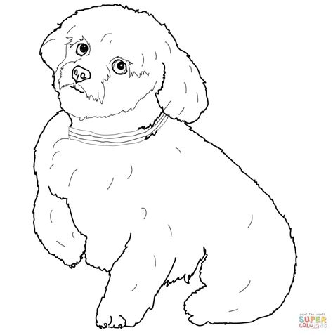 maltese dog puppy coloring pages david santangelos coloring pages