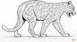 Pantera Panther Giaguari Ausmalbild Giaguaro Onca Cammina Kolorowanki Onça Boyama Leopardy Gepardy Walks Printmania sketch template