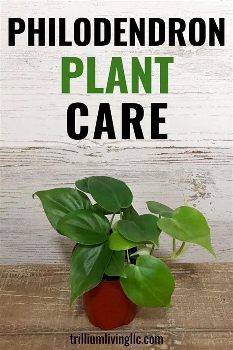 grow philodendron types care tips trillium living