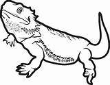 Lizard Coloring Frilled Printable Pages Getcolorings sketch template