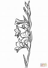 Gladiolus Clipartmag sketch template
