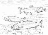 Salmon Chinook Sockeye Salmone Trout Brook Pesci Designlooter Coloringbay sketch template