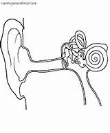 Oido Partes Oído Resultado Anatomia sketch template