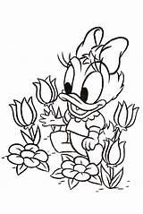 Daisy Duck Coloring Pages Baby Getcolorings sketch template