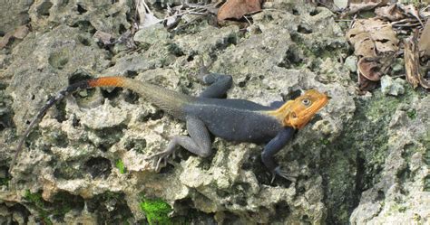 anolis lizard predation  south florida upwithclimate