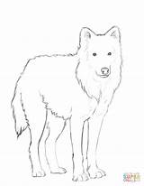 Wolf Coloring Arctic Pages Printable Mexican Clipart Drawing Colouring Print Clipground Color Sheets Designlooter Drawings Animals Supercoloring Online Paper Games sketch template