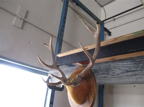 red stag mount lot  public equipment auction  sales auction company