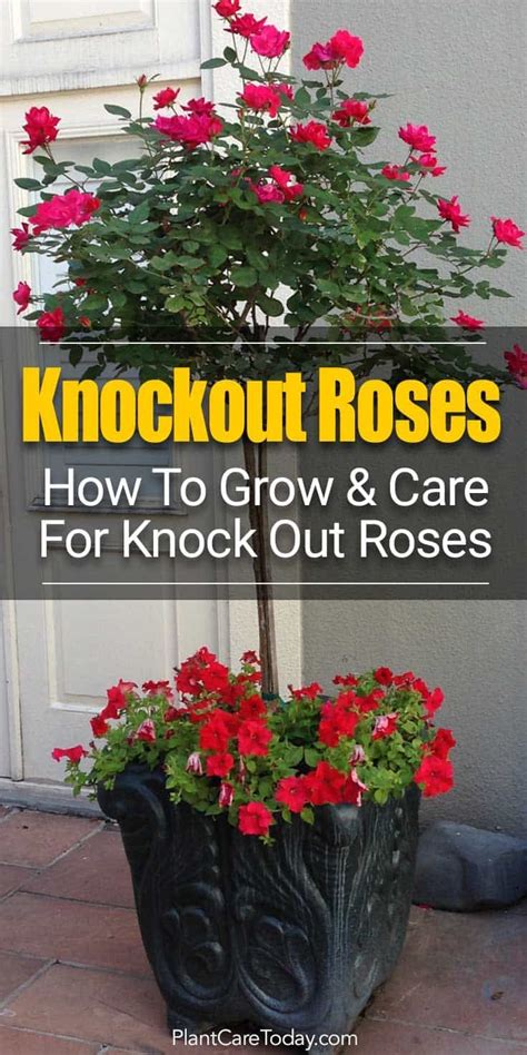 Knockout Roses Care [5 Smart Tips] For Growing Beautiful Knock Out Ro
