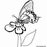 Leptir Papillon Bojanke Farfalle Stampare Imprimé sketch template