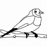 Malvorlage Tiere Kinderbilder Vögel Malvorlagen Fliegende sketch template