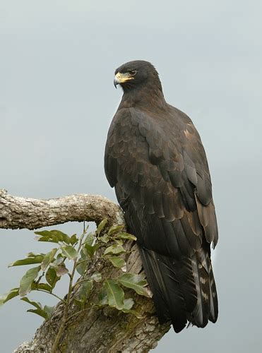 black eagle ictinaetus malayensis  eagle directory