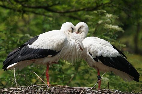 storch stoerchin weissstorch kostenloses foto auf pixabay