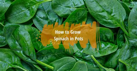 grow spinach  pots containers